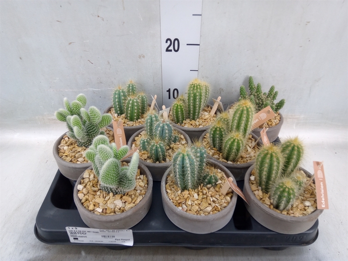 <h4>Cactus   ...</h4>