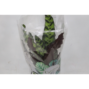 CALATHEA INSIGNIS P17