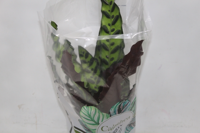 <h4>CALATHEA INSIGNIS P17</h4>