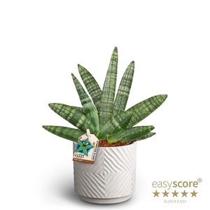 SANSEVIERIA BONCELLENSIS P10 DUNE