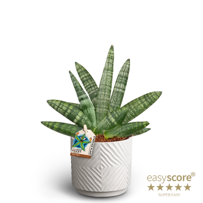 SANSEVIERIA BONCELLENSIS P10 DUNE