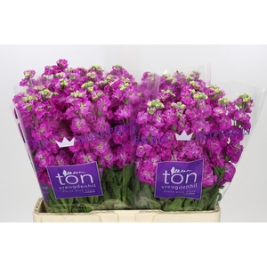 Matthiola incana StoX Deep Rose