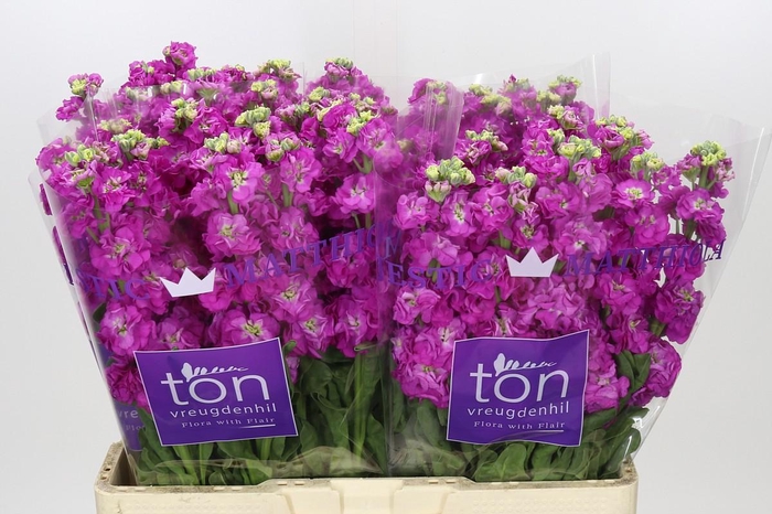 <h4>Matthiola incana StoX Deep Rose</h4>