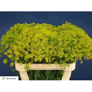 Anethum Graveolens