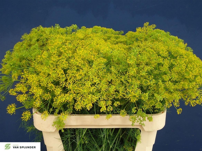 <h4>Anethum Graveolens</h4>