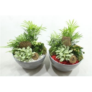 4343 BEIGE INDOOR ROOD/WIT