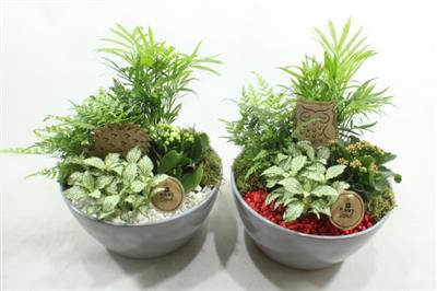 <h4>4343 BEIGE INDOOR ROOD/WIT</h4>