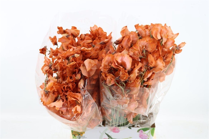 <h4>Lathyr Odor Colored Mokka</h4>