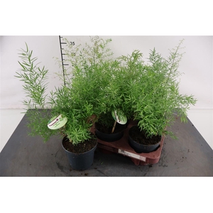 Asparagus 12 Cm. P. Cwebe