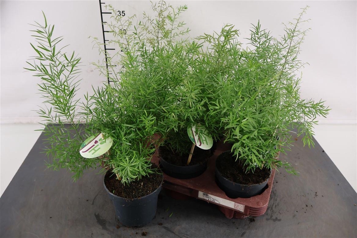 <h4>Asparagus 12 Cm. P. Cwebe</h4>