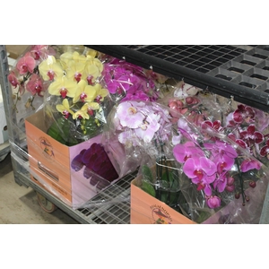 PHALAENOPSIS CASCATA ESPECIAL P15