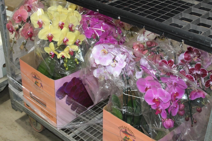 <h4>PHALAENOPSIS CASCATA ESPECIAL P15</h4>