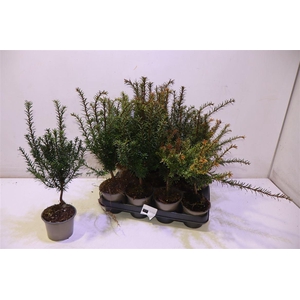 Taxus Baccata