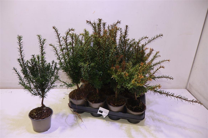 <h4>Taxus Baccata</h4>