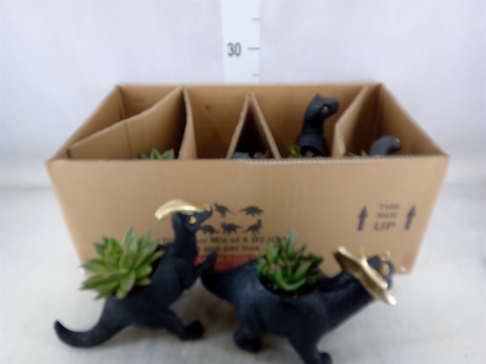 <h4>Arr.  Succulents L%</h4>