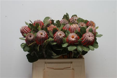 <h4>Banksia Coccinea</h4>