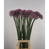 ALLIUM PINK JEWEL