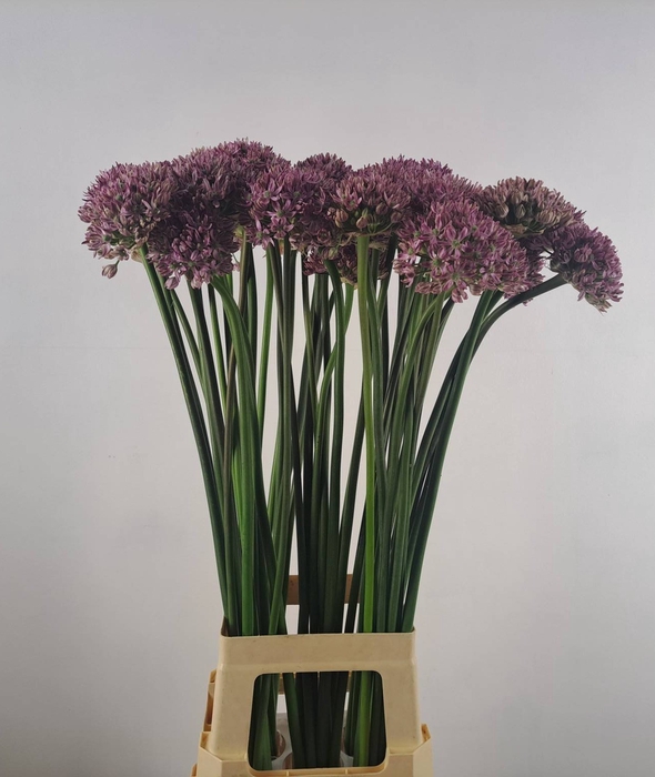 ALLIUM PINK JEWEL