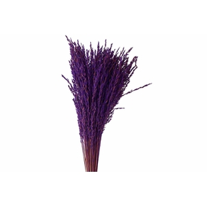 Dried Artz Rice Grass Vermeer Bunch Slv