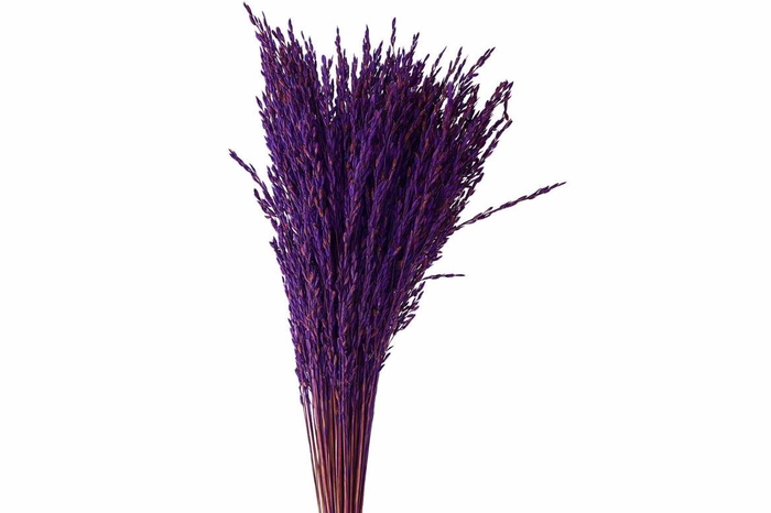 <h4>Dried Artz Rice Grass Vermeer Bunch Slv</h4>