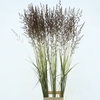 Calamagrostis Brachy El Dorado