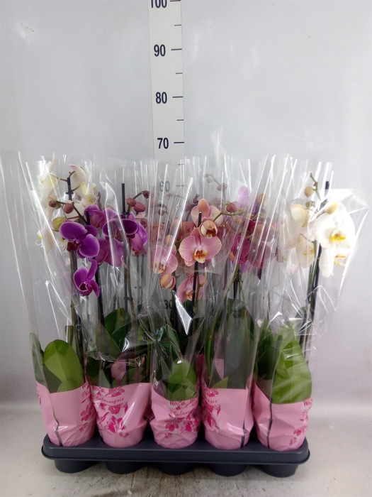 <h4>Phalaenopsis   ...mix  5</h4>