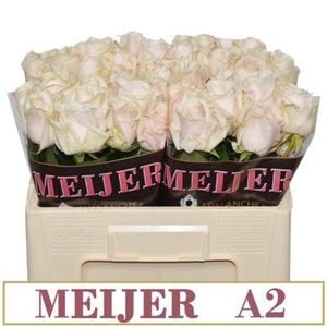 RS GR DORCHESTER+ R GR DORCHESTER+