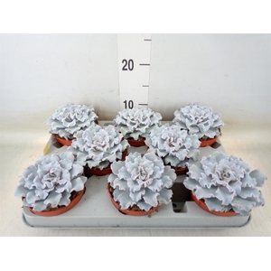 Echeveria   ...