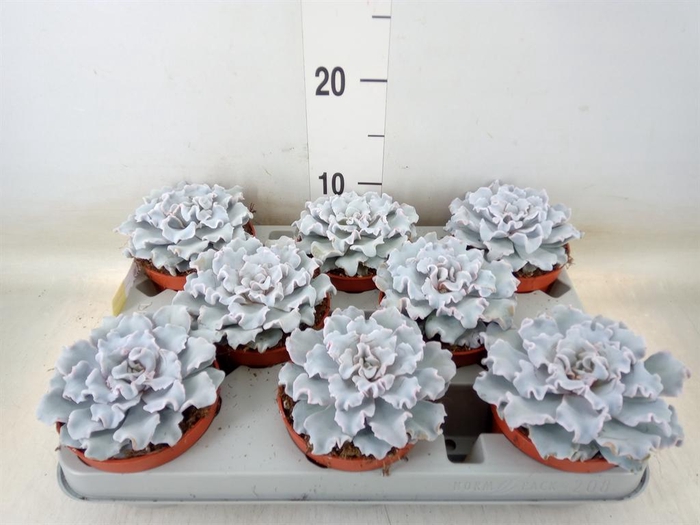 <h4>Echeveria   ...</h4>