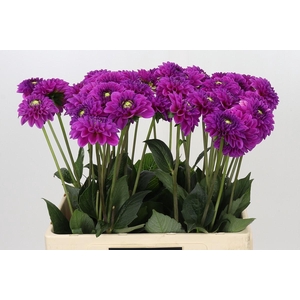 Dahlia Purple Fox