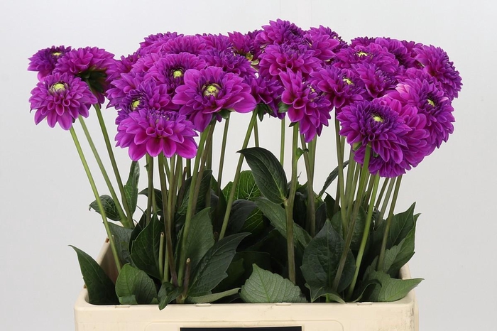 <h4>Dahlia Purple Fox</h4>