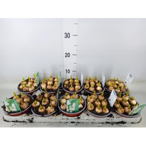 Muscari  'Magic White'