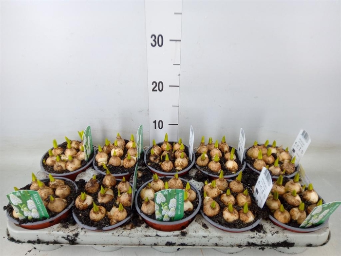 <h4>Muscari  'Magic White'</h4>