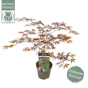 Acer palm. 'Sumi-nagashi'