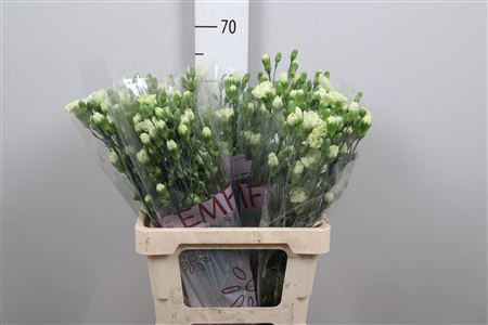 <h4>Di Tr Parsley+</h4>