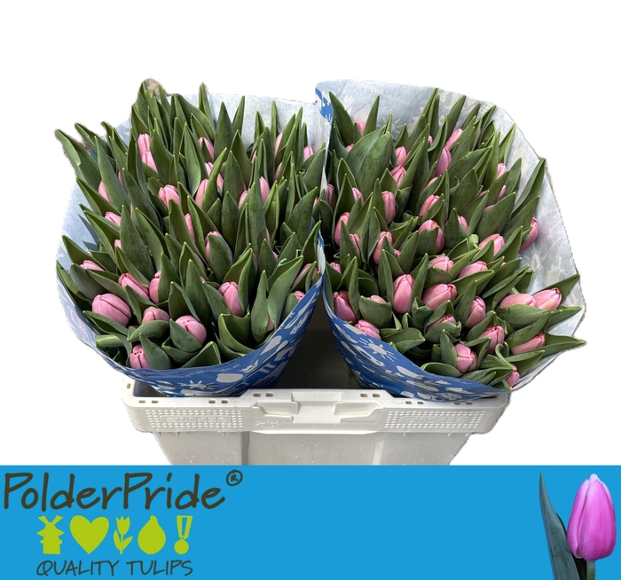 <h4>TU EN TRESOR</h4>