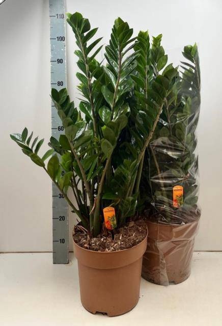 <h4>ZAMIO ZAMIIFOLIA</h4>