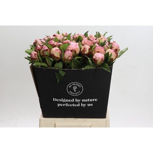 Paeonia Gardenia