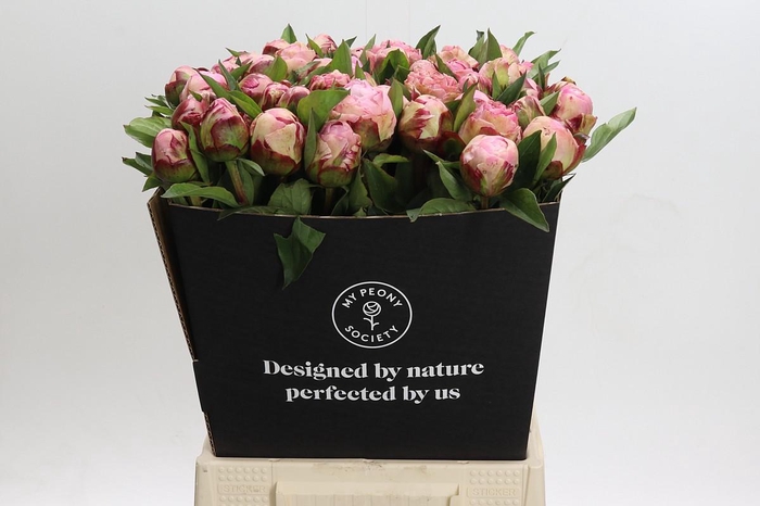 <h4>Paeonia Gardenia</h4>