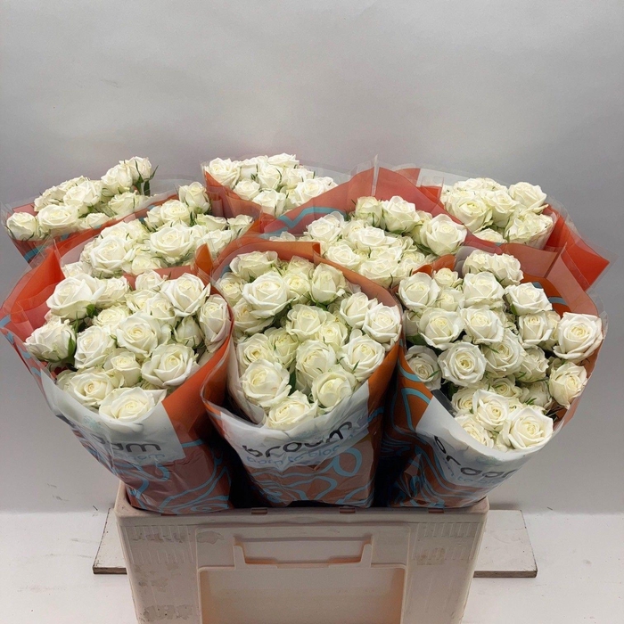 <h4>Rosa TR 'Milky Way' BRAAM</h4>