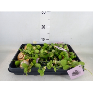 Arr.  Dischidia