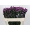 Aster Baby Pink