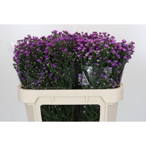 Aster Baby Pink