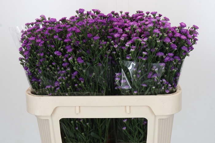 Aster Baby Pink
