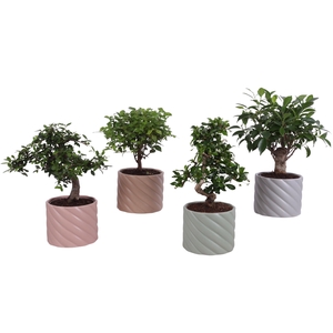 Bonsai Indoor Mix Ø12cm Mix B/S Shape in Ø 14cm Ceramic SE661