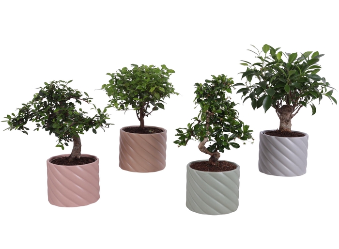 <h4>Bonsai Indoor Mix Ø12cm Mix B/S Shape in Ø 14cm Ceramic SE661</h4>