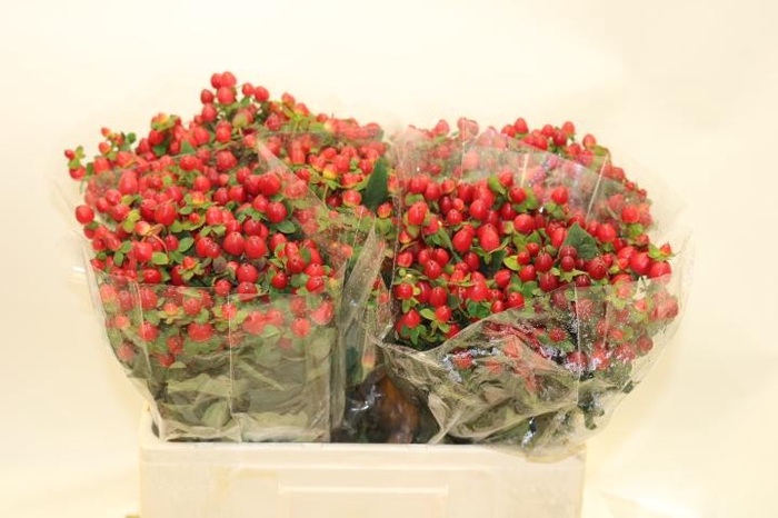 <h4>HYP MAG TRIUMPH</h4>