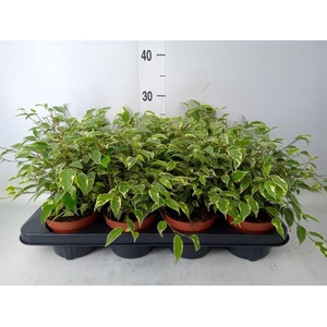 Ficus benja. 'Kinky'