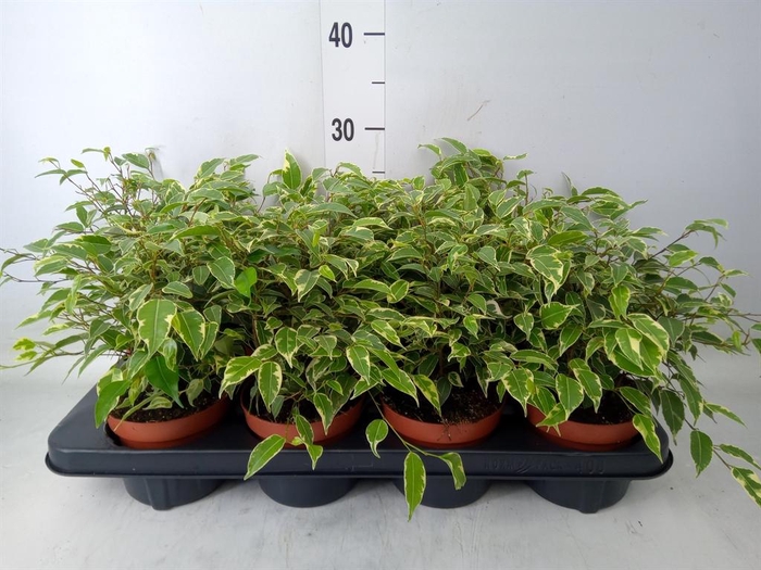 <h4>Ficus benja. 'Kinky'</h4>