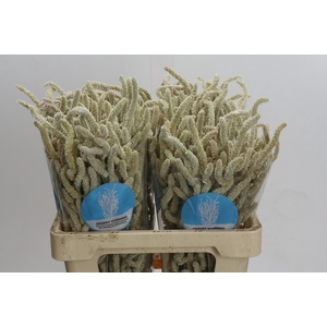 Amaranthus Yearming Desert